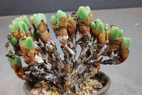 多肉植物怎么长成老桩? 最全多肉老桩养成法!从此老桩不是梦!
