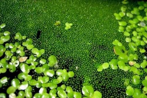 世界上最小的花叫无根萍，小到肉眼无法看清