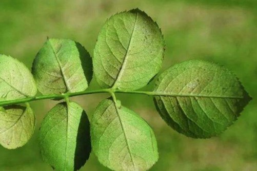 月季花病虫害防治全攻略，月季病虫害识别与防治图片