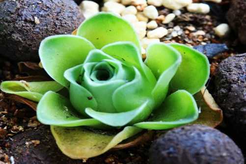 夏天多肉植物掉叶子怎么办？这几种原因注意到了多肉叶片饱满