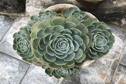 玉蝶图片欣赏，愿如少年鲜衣怒马，仗剑天涯