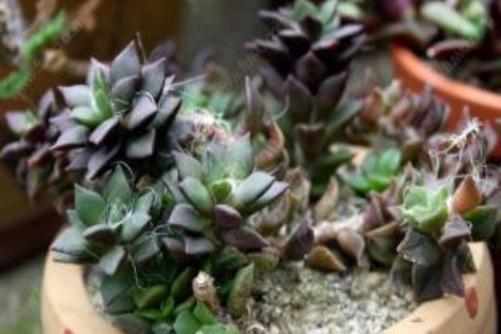 多肉植物冻伤了怎么办？千万别扔，试试以下的方法