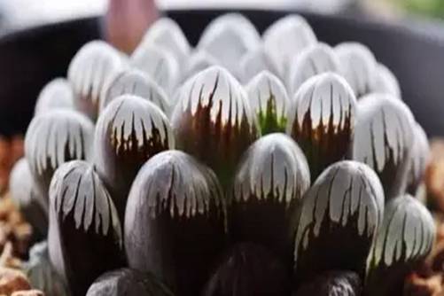 紫姬玉露如何鉴定？手把手教你辨别紫姬玉露的方法