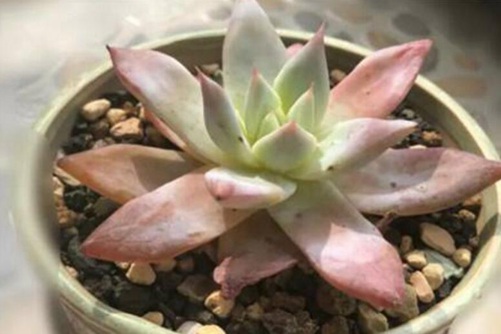 多肉叶片化水 多肉叶片化水这样处理,只要一周叶子就翠绿了