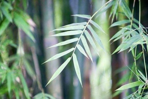 竹叶的功效与作用 能清热除烦，还能生津及利尿
