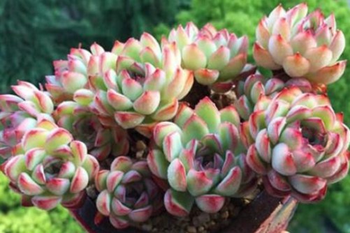 十大最漂亮的多肉植物，看看你家上榜了几个