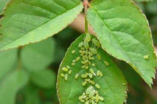 月季花病虫害防治全攻略，月季病虫害识别与防治图片