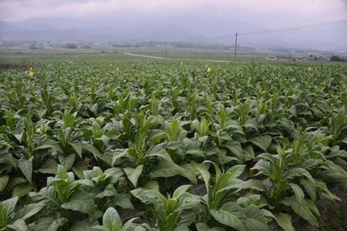 2019年国家扶持的种植项目，补贴金额分别有多少？
