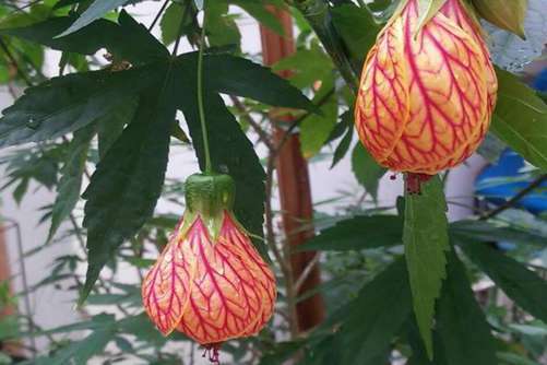 金玲花图片，金玲花 大红灯笼高高挂