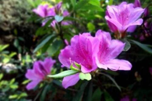 室内养杜鹃花的方法，家中养殖杜鹃的技巧