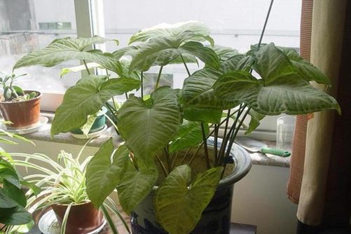 合果芋的功效与作用 合果芋简单又好养，大家可以尝试