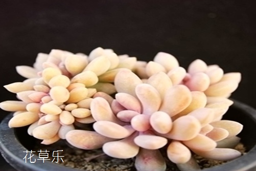 想让家中的醉美人生机勃勃—一定要学会这些