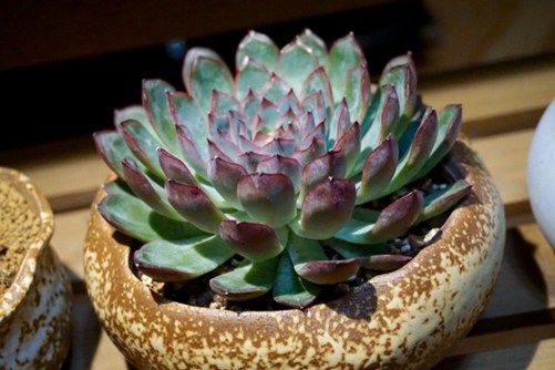 十二星座的多肉植物 哪款多肉代表你的星座