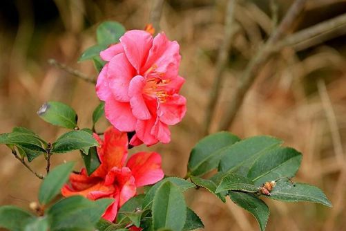 山茶花这样养 花能开到明年4月，花朵旺盛艳丽还不掉苞