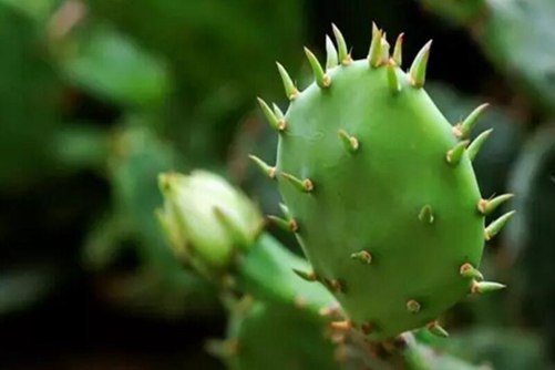仙人掌图片 仙人掌虽刺犹人爱，不与其他同