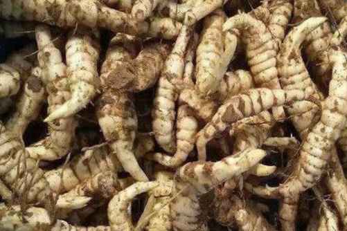 地笋的功效与作用，地笋堪比冬虫夏草，价格还实惠