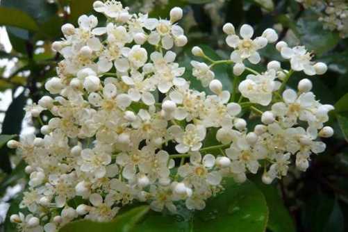 石楠花图片 水舂云母碓，风扫石楠花
