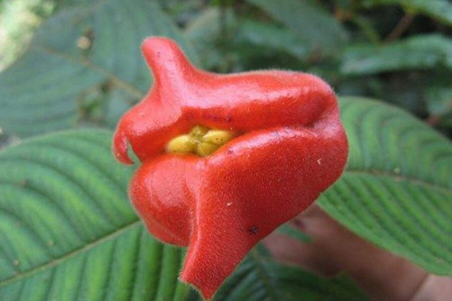 嘴唇花的种植，四个步骤教你种出性感漂亮的嘴唇花