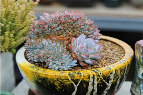 多肉植物图片，秋季多肉的美你get到了吗？