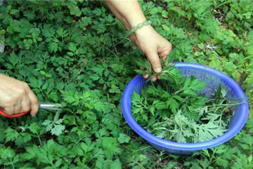 艾叶泡澡有什么好处？正确的使用艾叶泡澡可治病、防病及保健