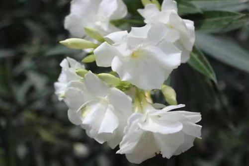 狗牙花风水作用有哪些？忧郁胆怯的人狗牙花是你的福音
