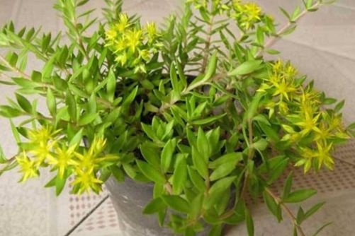 垂盆草的养殖方法，垂盆草不仅供观赏还是很好的药材