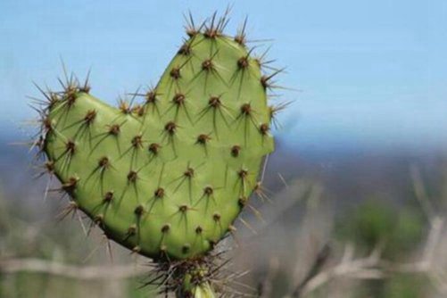 仙人掌图片，仙人掌上芙蓉 涓涓犹湿金盘露