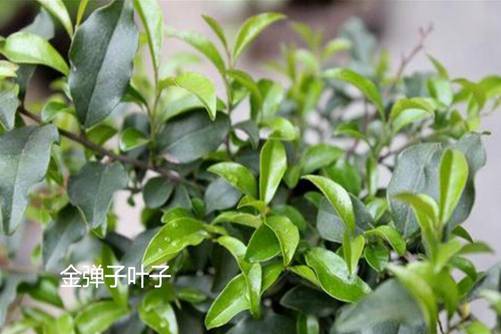 金弹子和老鸦柿的区别，学会这四点就够了