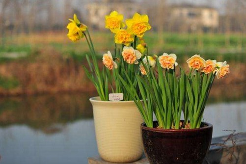 洋水仙养殖方法 5步养出香气四溢的洋水仙