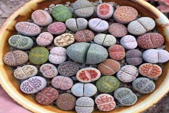 石生花图片，高清萌萌哒的石生花图片大全