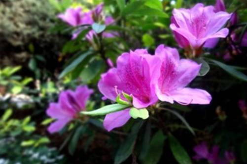 杜鹃花真的很难养？杜鹃花这样养，年年花开满盆
