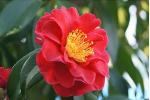 冬天开的花都有哪些？冬天选以下任何一种，让你家里花开满屋