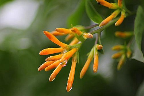 炮仗花图片，忽如一夜春风来 千树万树炮仗花开