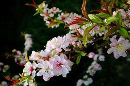 麦李图片，麦李 花开如云，花落似海
