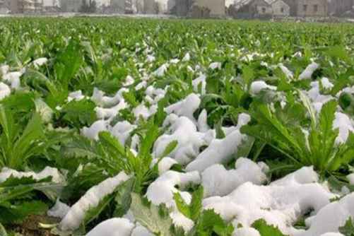 雪菜图片，纵然金菜琅蔬好，不及吾乡雪里蕻