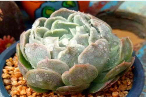 多肉植物可以连续淋几天雨？多肉植物千万别随便淋雨