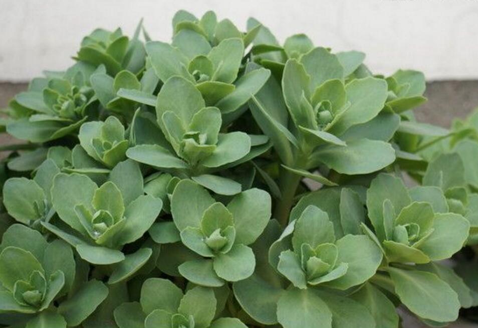 多肉植物怎么养 多肉八宝景天篇