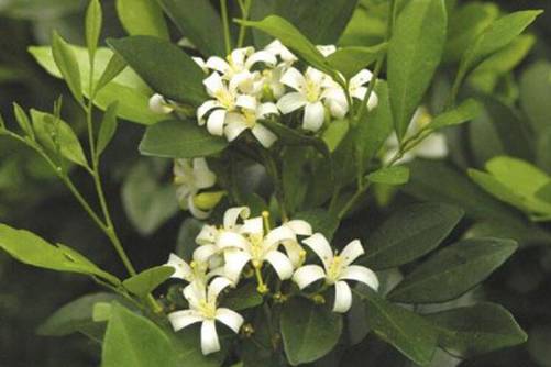云香花图片，云香花唾影 波散雨吹愁