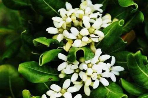 七里香花图片，月华冷处欲迎人 七里香风生满路