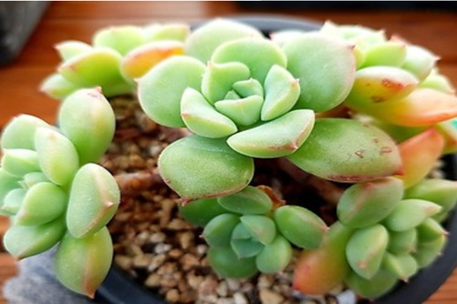 多肉植物蜜糖养殖方法，有蜜糖陪伴，生活甜如蜜