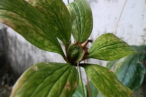 七叶莲的养殖方法，七叶莲的药效和风水作用介绍