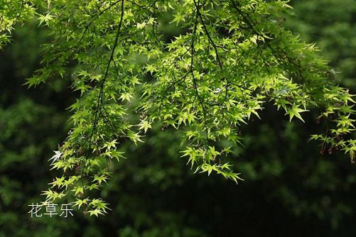 形如鸡爪,红叶如花的鸡爪槭价格贵吗？鸡爪槭图片欣赏  
