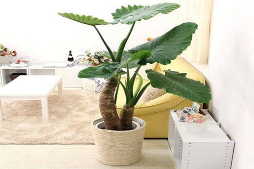 海芋叶子发黄怎么办，一定和下面这4点有关
