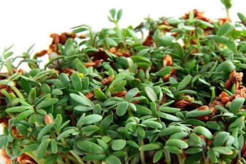 芽苗菜如何种植？学会这招，芽苗菜你在家就可以种植