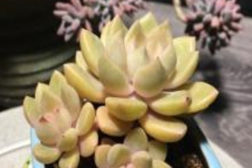 绚丽璀璨多肉的养殖方法，绚丽璀璨，心有瑰宝 