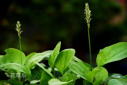 春季不可不食的22种野菜，吃出春天美滋味
