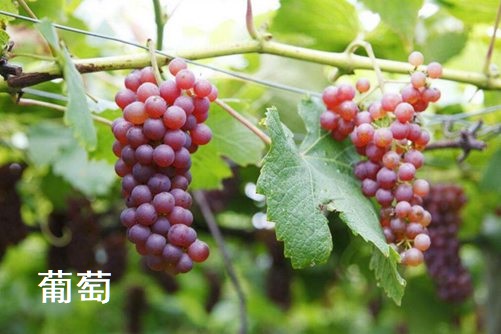 提子和葡萄的区别有哪些，看完这3点下次就不会再买错了
