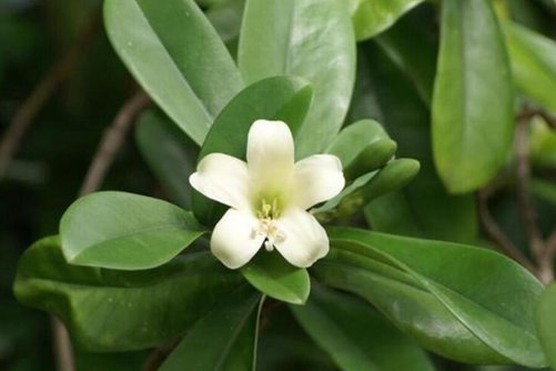 非洲茉莉图片，好一朵非洲茉莉花，芬芳美丽满枝桠