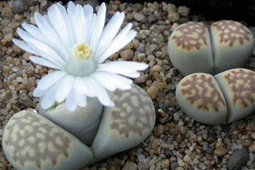 生石花怎么养？性感的PP这样养才丰满