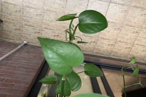 绿萝怎么养？绿萝这样养，分分钟颜值冲破天际！